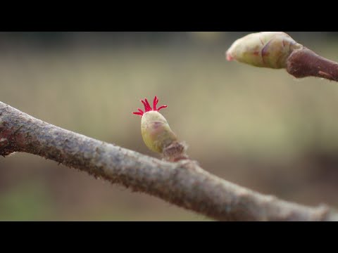 Hazel (Corylus avellana) with  puppy out-takes :)