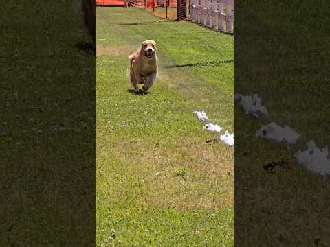 Golden Retriever running 26 MPH 🏁🐕🐾  #goldenretriever #fastcat #dogtraining #dogsports #dog