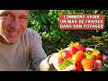 FRAISES AU POTAGER - Retour sur mes 2 fraiseraies de la plantation aux récoltes