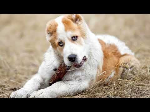 Central Asian Shepherd Dog | Facts, History & Characteristics