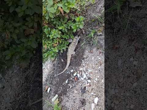 Rizzy the Dragon with a Beard digging a nuke bunker day 1 (paranoia is real)