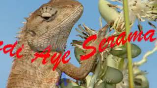 Download lagu Pok Kor - Fendi Ayam Serama mp3