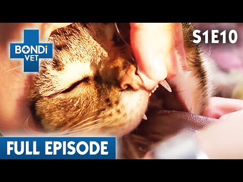 Painkiller Eating Cat on the Brink of Death! 💊 | Bondi Vet Season 1 Ep10 | Bondi Vet Full Episodes