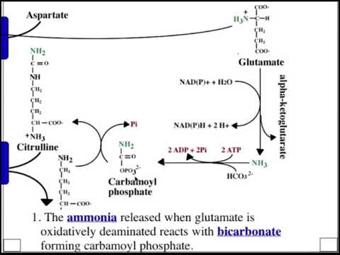 Urea Cycle
