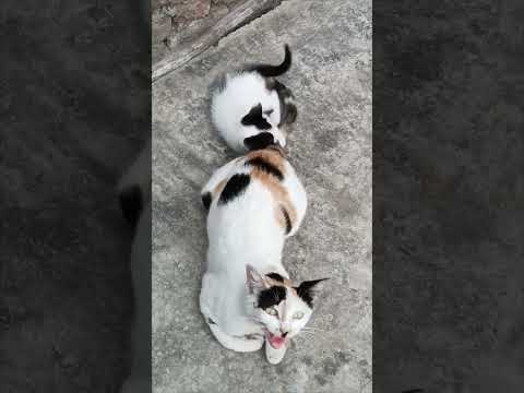 The Owner Cat Adopted The Stray Kitten 👌 Naughty Kitty Funny Kitty ✨✨