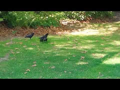 Stanley Park Crow  20230730 スタンレーパークのかわいいご飯おねだり赤ちゃんカラス🖤🖤