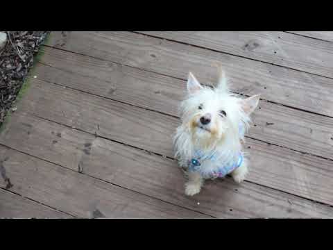 Ziggy, an adopted Yorkshire Terrier & Cairn Terrier Mix in Baltimore, MD_image-1