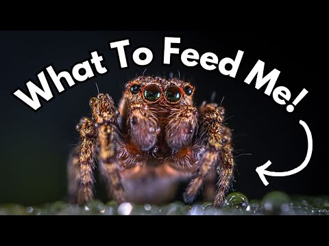 Jumping Spider Food | What Should You Feed Your Jumping Spider? | Spooderpods