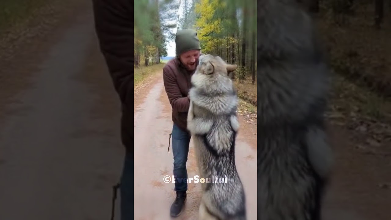 This Wolfhound Missed His Human So Much ❤️