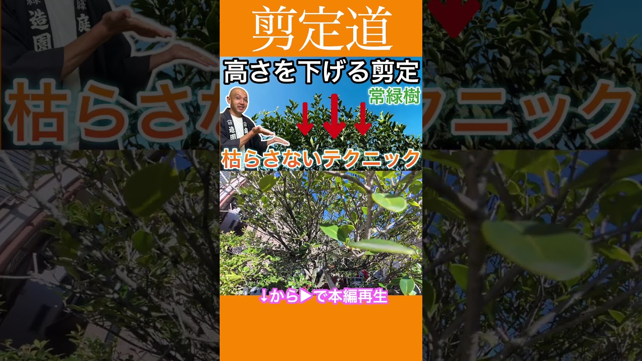 高さを下げる剪定　枯らしたくない方へ丁寧に解説　常緑樹編 　#剪定方法 #庭木の管理  #庭作業 #庭木の手入れ #常緑樹 #初心者