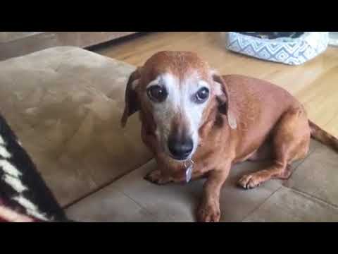 Flaca sitting on couch March 24 2018
