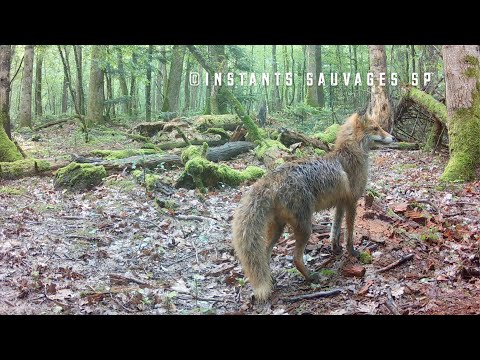 Comment échapper à une martre quand on est un campagnol - instants sauvages SP 2024-06-07