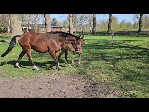 Luxe RS ( v Ferguson) 2025 met veulen van Extreme US