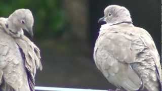 les tourtereaux tourterelles