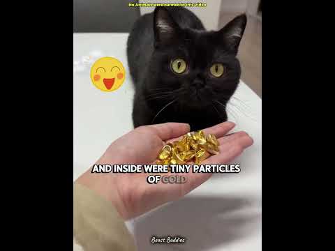This Is Why You Need a Black Cat! 🐈‍⬛💎🌟 #cat #pets #cute #funny #shorts #short