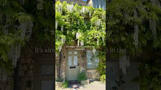 Wisteria season in the Cotswolds is magical #cotswold #england #wisteria