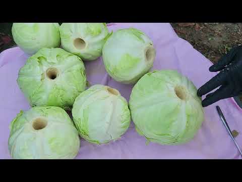 Kiseljenje zelja(kupusa )u vreći/Sauerkraut selber machen/Homemade Sauerkraut Recipe