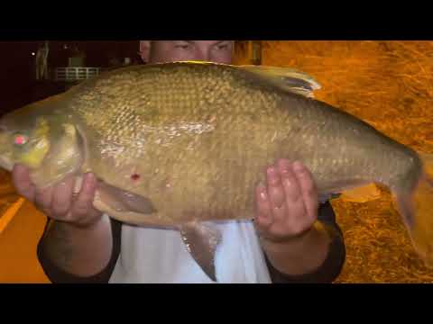 Deverika 7.2 kg na Feeder - Big bream