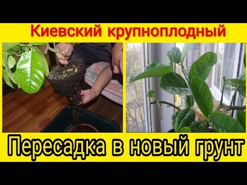 Домашний лимон на подоконнике. Как пересадить лимон Киевский крупноплодный.