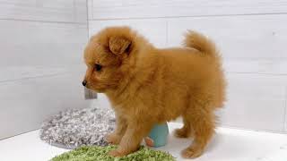 ハーフ犬の動画01
