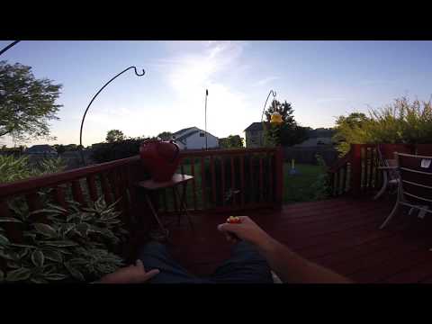 feeding hummingbird watching her chase wasp away shes mad!!