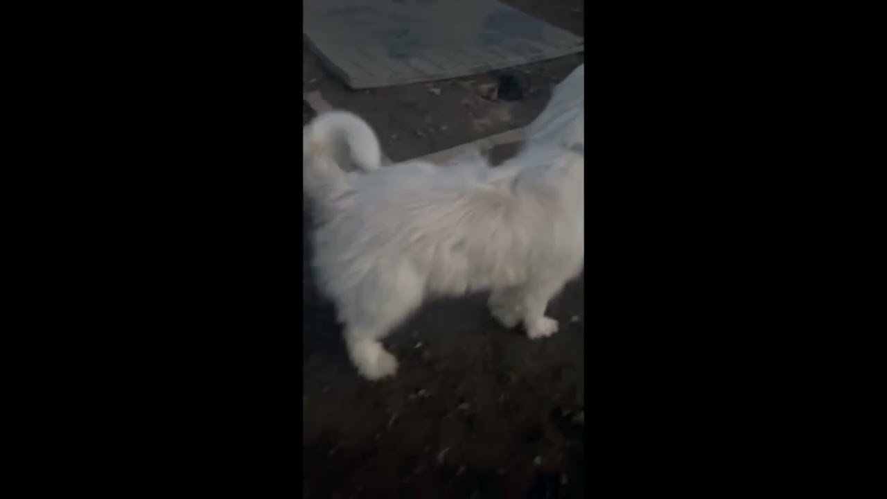 Enlarge Wally in TN - Gentle, Happy & Softhearted!, an adopted Great Pyrenees in Jackson, TN video 4/4