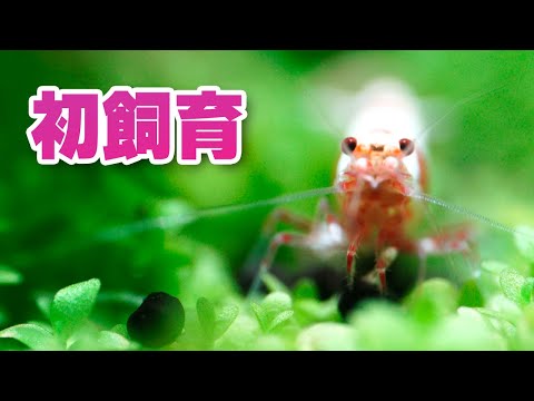 エビを水槽で飼う