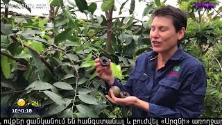 Առավոտը Շանթում/Aravot Shantum 19.06.2020