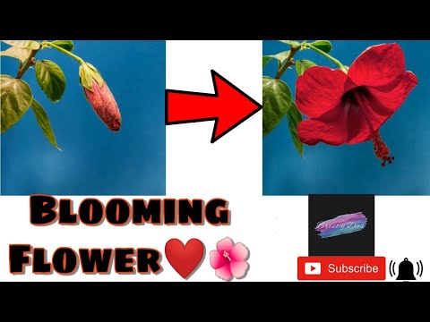 Wonderful Flowers।Watch How To Grow Up Flower।Bristy Das