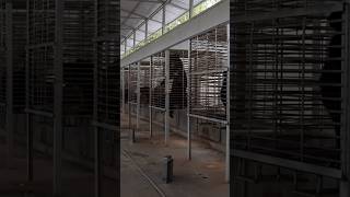 27 Moon Bears Finally Leave Their Cages Forever | The Dodo