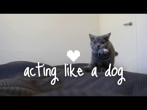 Cat acts like a dog! | Alfie the British Shorthair