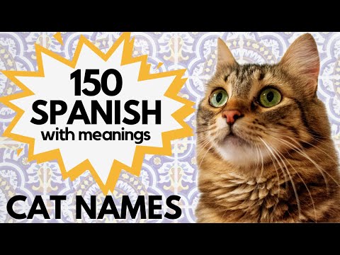 150 SPANISH Inspired Cat Names | Beautiful Male and Female Cat Names | Nombres de Gatos
