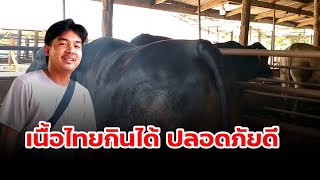 เนื้อไทยกินได้ ปลอดภัย อร่อยดี #เนื้อวัว #cow #ฟาร์มวัว