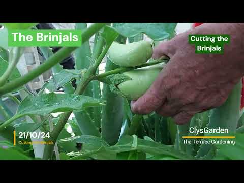 brinjalscutting 211024