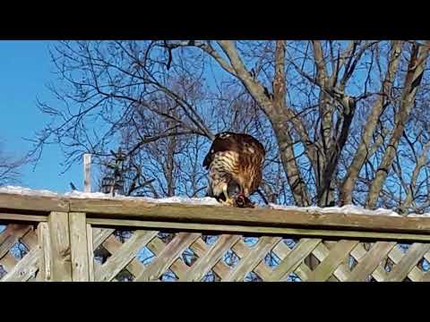 red tail hawk feeding video 1