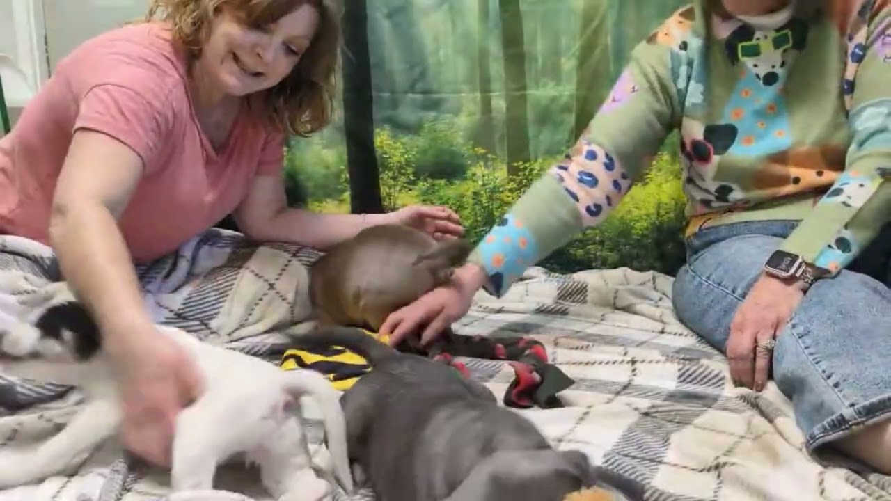 Enlarge Cosimo, an adopted mixed breed in Monroe, WA video 6/6