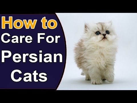 How To Care For Persian Cats - YouTube