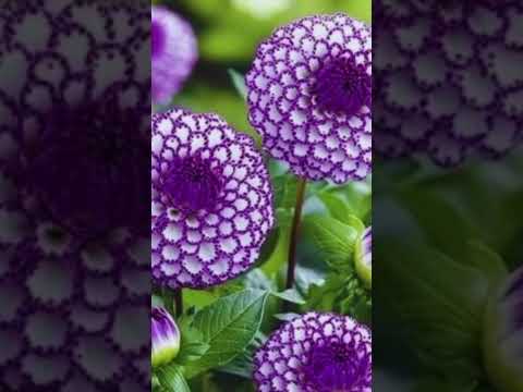 amazigh music n' voices #shorts #hakima meknassia #atlas