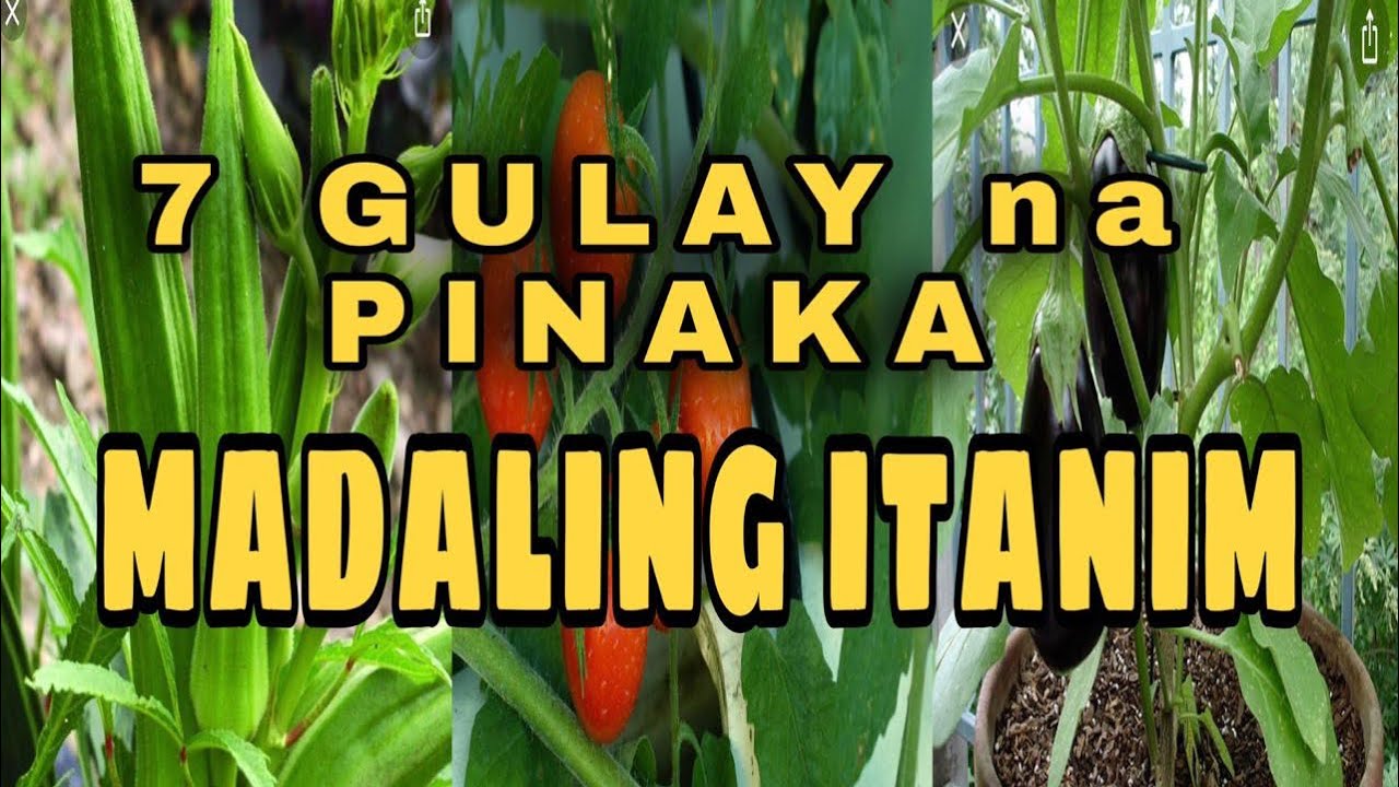 7 Gulay na Pinakamadaling Itanim | Easy to Grow Vegetables for Beginners | TIPS