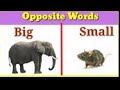 Opposite Words Opposite Words In English Opposite Opposite Words For Kids