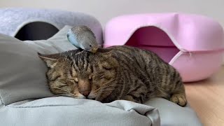 Funny Cute Cat and Annoying Bird 🐦 😂😍👌....wait for end😐