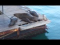Кейптаун Морские котики на пирсе порта