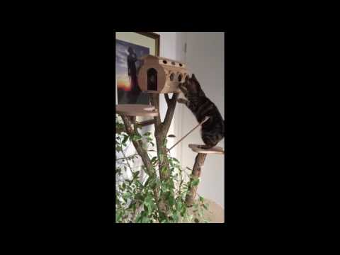 Prototyp Katzenbaum mit Hobbithütte