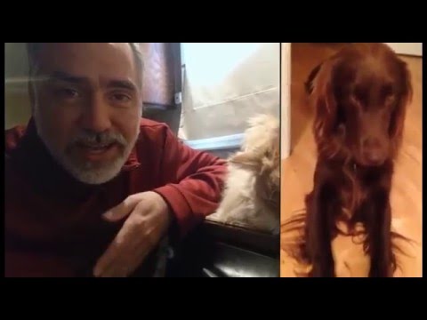 L’histoire de Justine – Chatte errante à capturer - Éduchateur - les spécialistes du comportement du chat