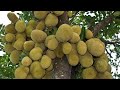jaipur Rajasthan me Jack fruit viyatnam success full farming||जयपुर राजस्थान में कट