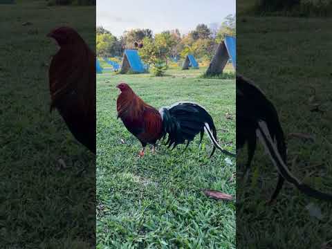 Bulik Dom Jojo Delgado Big Farm In The Philippines JKA BULLDOZER FARM Beautiful Birds