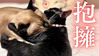 8歳差の大先輩猫と遂に仲良しになれるか！？【仲良し大作戦Part4】【保護猫/黒猫&シャム猫/シャムミックス&ノルウェージャンフォレストキャット】 #cat #japanesecat #保護猫