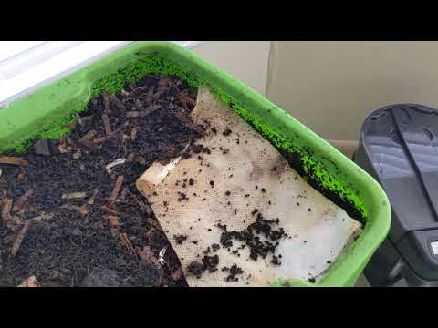 Hot Frog Living Composter Day 257 - Mini Feeding Check In - Vermicomposting