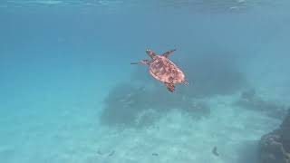 Riu Atoll snorkeling mix 4K Maldives