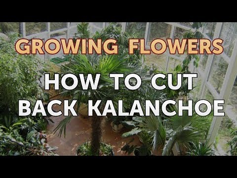 How to Grow Lantana From Saved Seeds